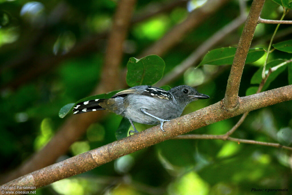 Northern Slaty Antshrike male adult