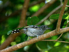 Northern Slaty Antshrike