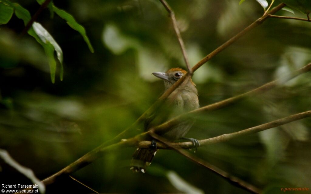 Northern Slaty Antshrike female adult