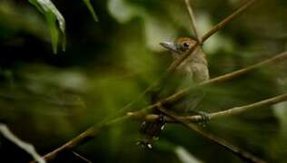 Northern Slaty Antshrike