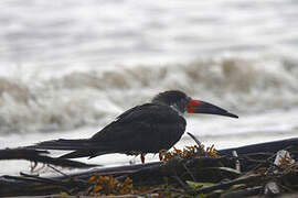 Black Skimmer