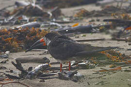 Black Skimmer