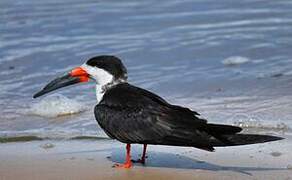 Black Skimmer