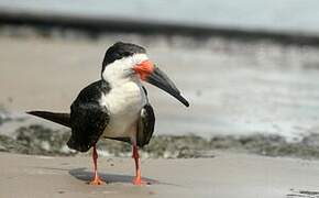 Black Skimmer