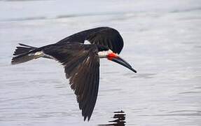 Black Skimmer