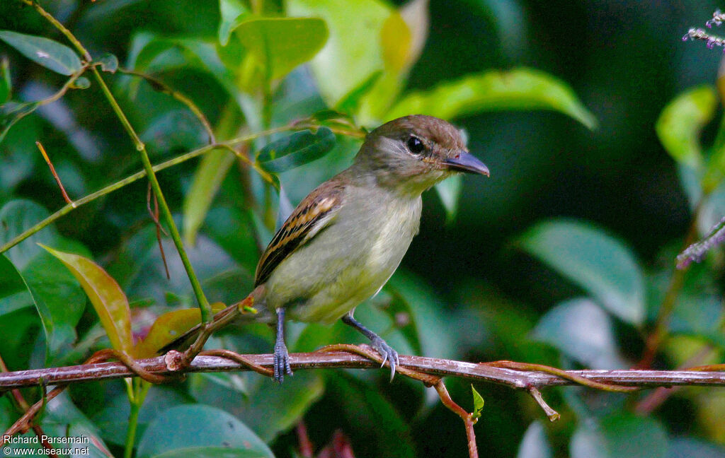 Bécarde à ailes blanches femelle adulte