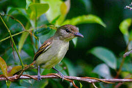 White-winged Becard