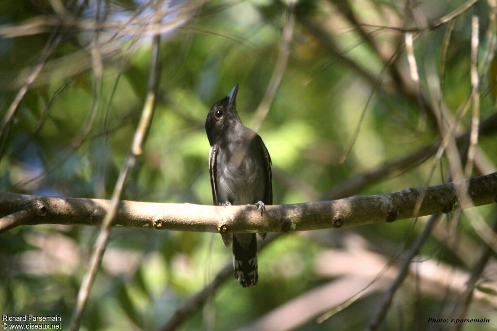 White-winged Becard male adult