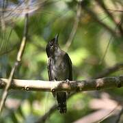 White-winged Becard