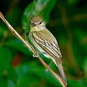 White-winged Becard