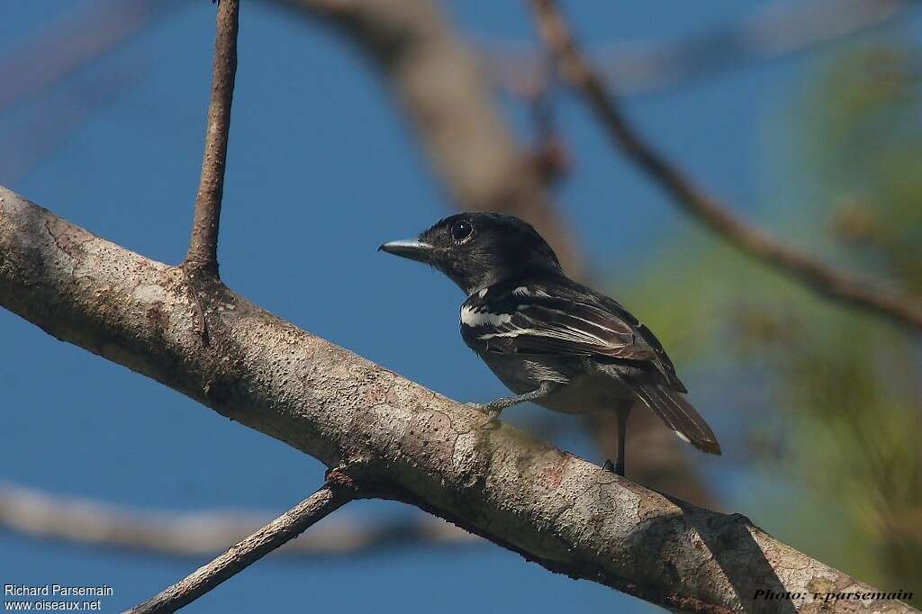 White-winged Becard male, identification, Behaviour