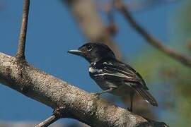 White-winged Becard