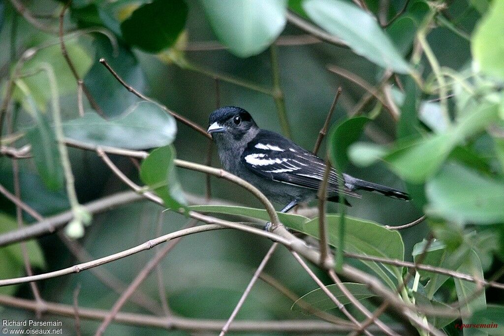 White-winged Becard male adult