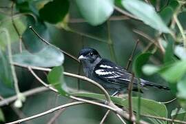 White-winged Becard