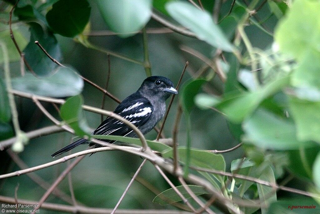 White-winged Becard male adult