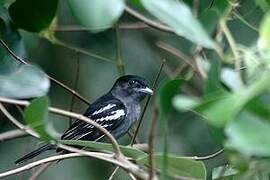 White-winged Becard