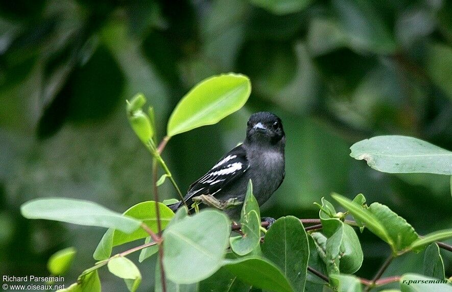 White-winged Becard male adult