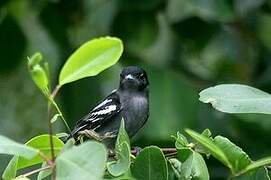 White-winged Becard