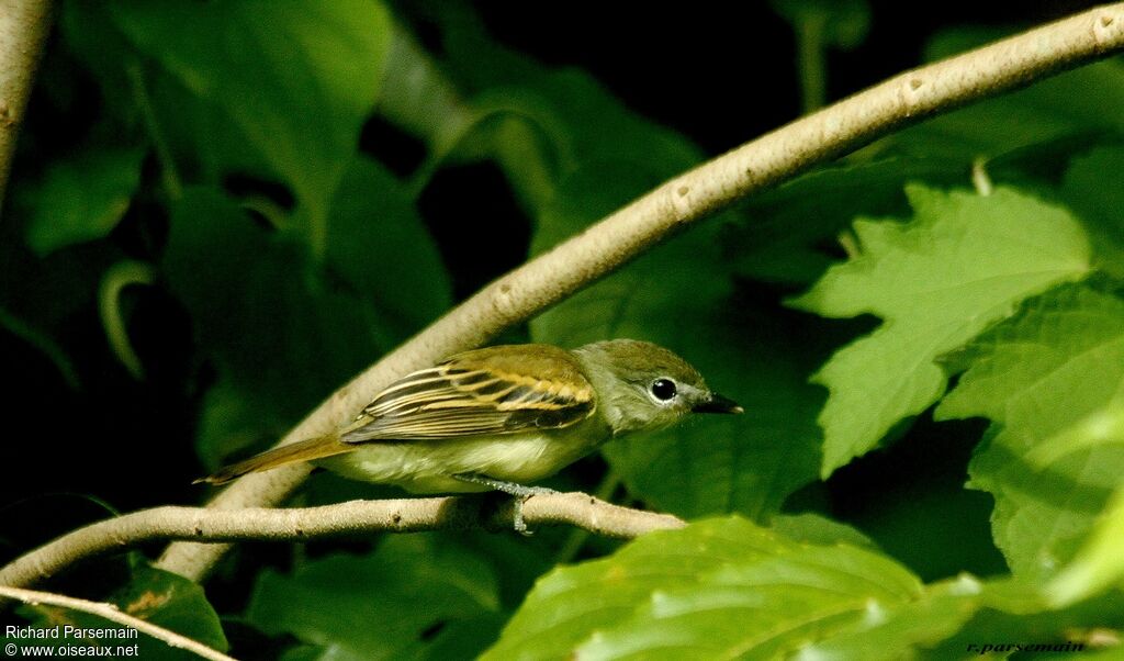 Bécarde à ailes blanches femelle adulte