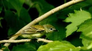 White-winged Becard