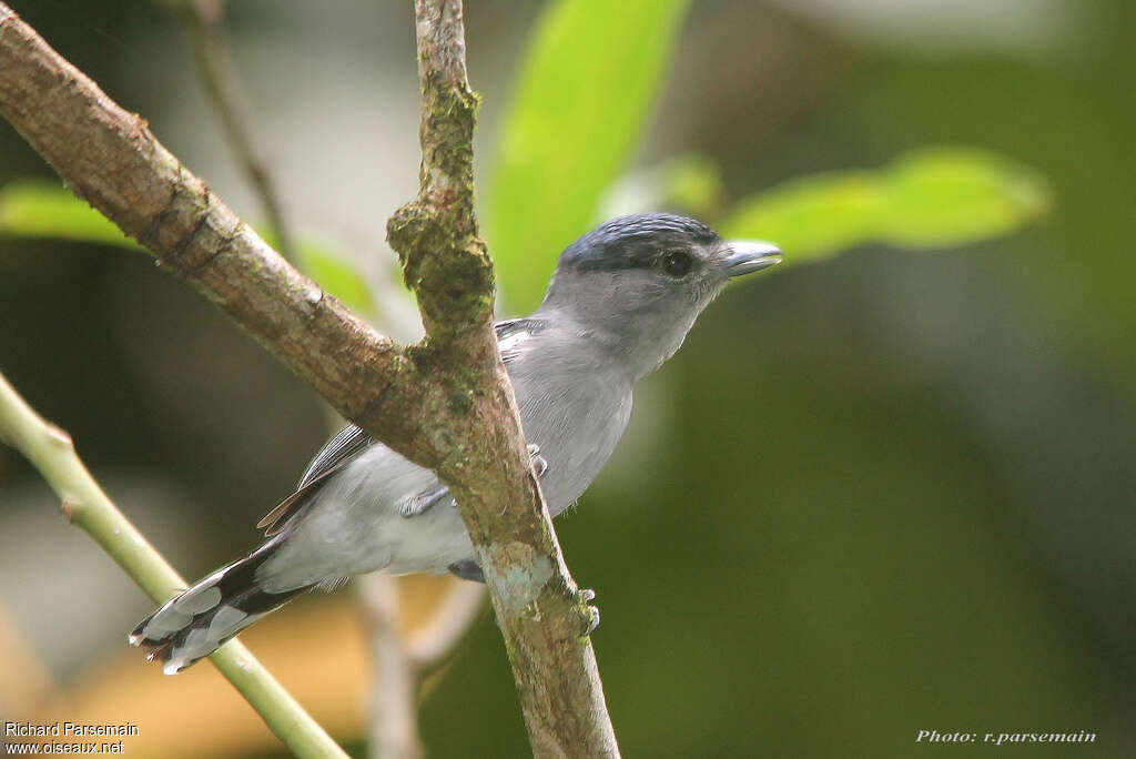 Black-capped Becard male adult, Behaviour