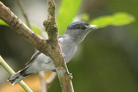 Black-capped Becard