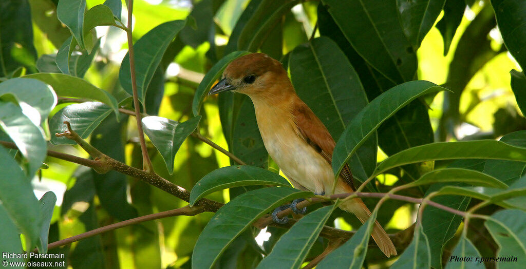 Cinereous Becard female adult