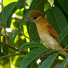 Bécarde cendrée