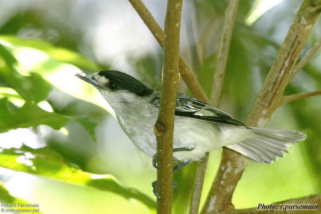 Cinereous Becard male adult