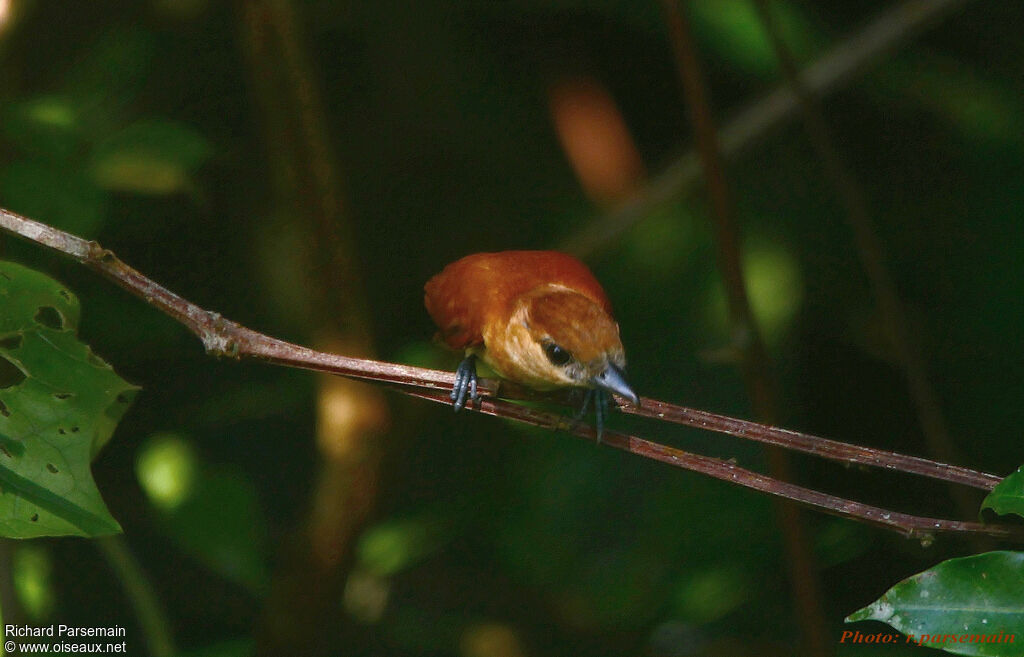 Cinereous Becard female adult