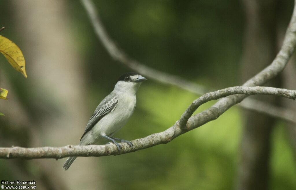 Cinereous Becard male adult