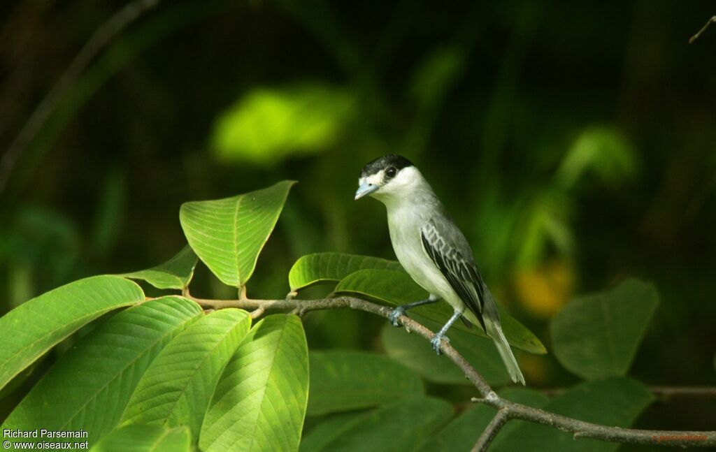 Cinereous Becard male adult