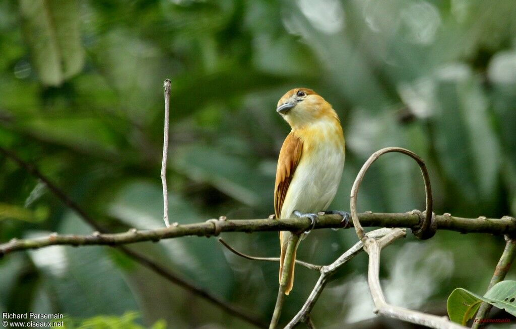 Cinereous Becard female adult