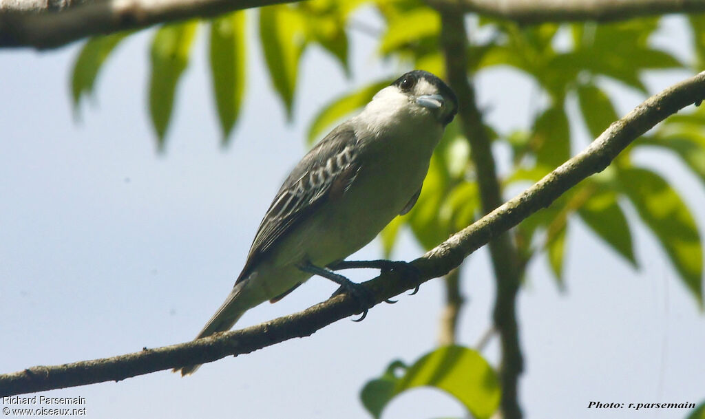 Cinereous Becard male adult