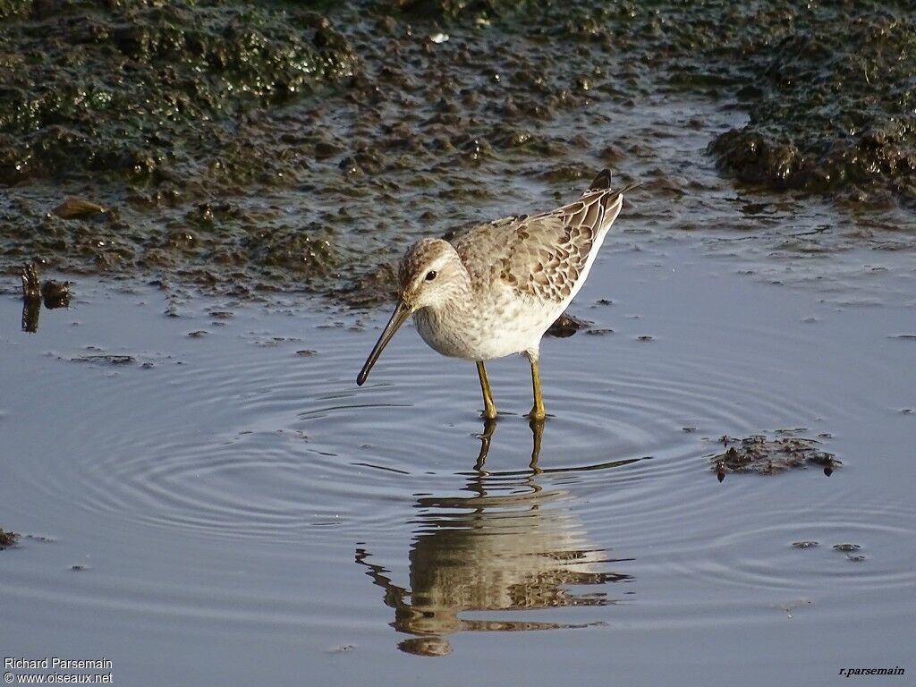 Bécasseau à échassesadulte, mange