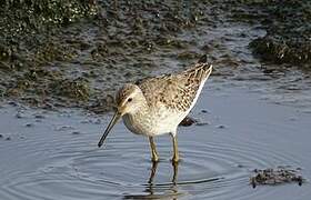 Stilt Sandpiper