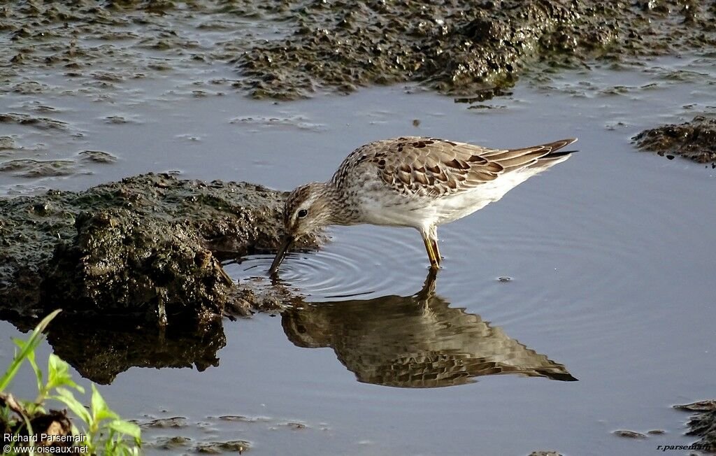 Bécasseau à échassesadulte, mange