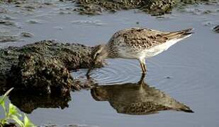 Stilt Sandpiper