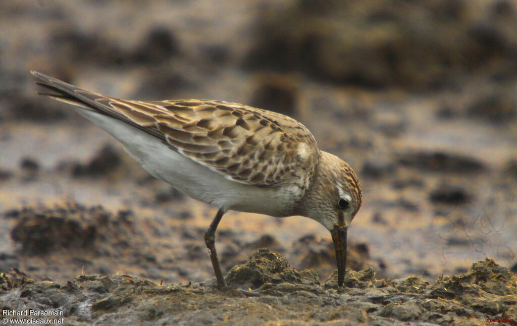 Bécasseau de Bonaparteadulte, mange