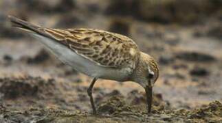 White-rumped Sandpiper