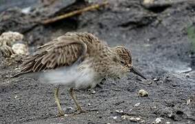 Least Sandpiper