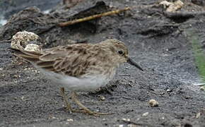 Least Sandpiper