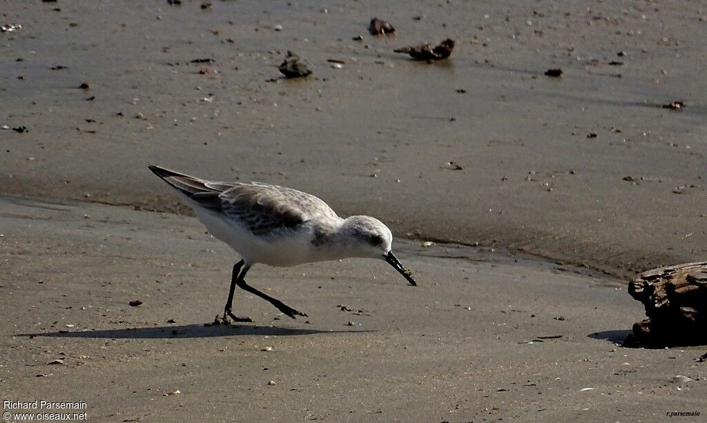 Bécasseau sanderlingadulte, mange