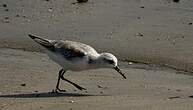 Bécasseau sanderling