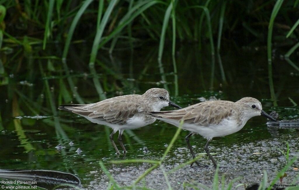 Semipalmated Sandpiperadult