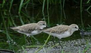 Semipalmated Sandpiper