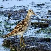 Pectoral Sandpiper