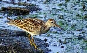 Pectoral Sandpiper