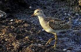 Pectoral Sandpiper