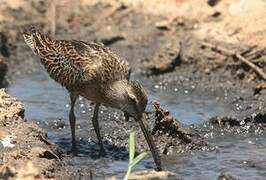 Short-billed Dowitcher